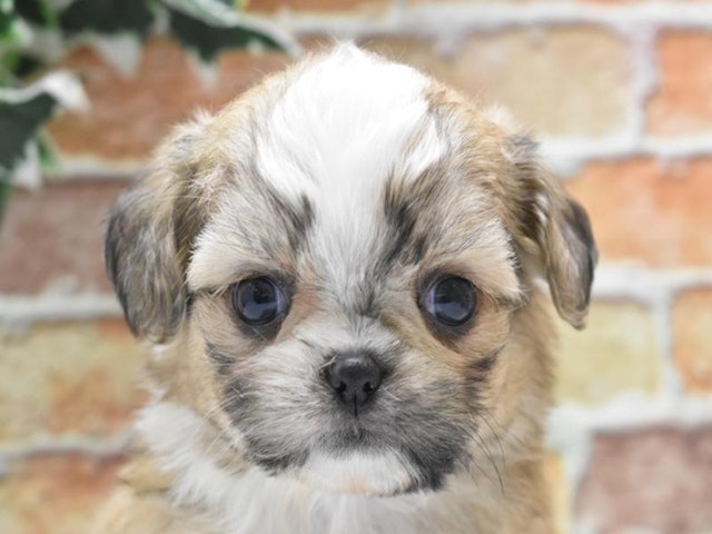 2024年2月27日生まれのハーフ犬の1枚目の写真